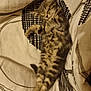 Crispy participe au concours pour gagner de l'argent avec cette photo : adorable, animal, bed, bedding, cat, cozy, cute, domestic_cat, feline, fur, kitten, pattern, paw, pet, relaxing, resting, sleeping, tabby, whiskers, young