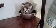 Crispy a rejoint le concours — aidez-le/la à gagner de superbes lots ! black_and_white, cat, corner, cozy, curious, cute, domestic_animal, feline, food_bowl, framed_photo, gray_fur, household, indoor, kitten, pet, small, table_surface, wall, wooden_table, young