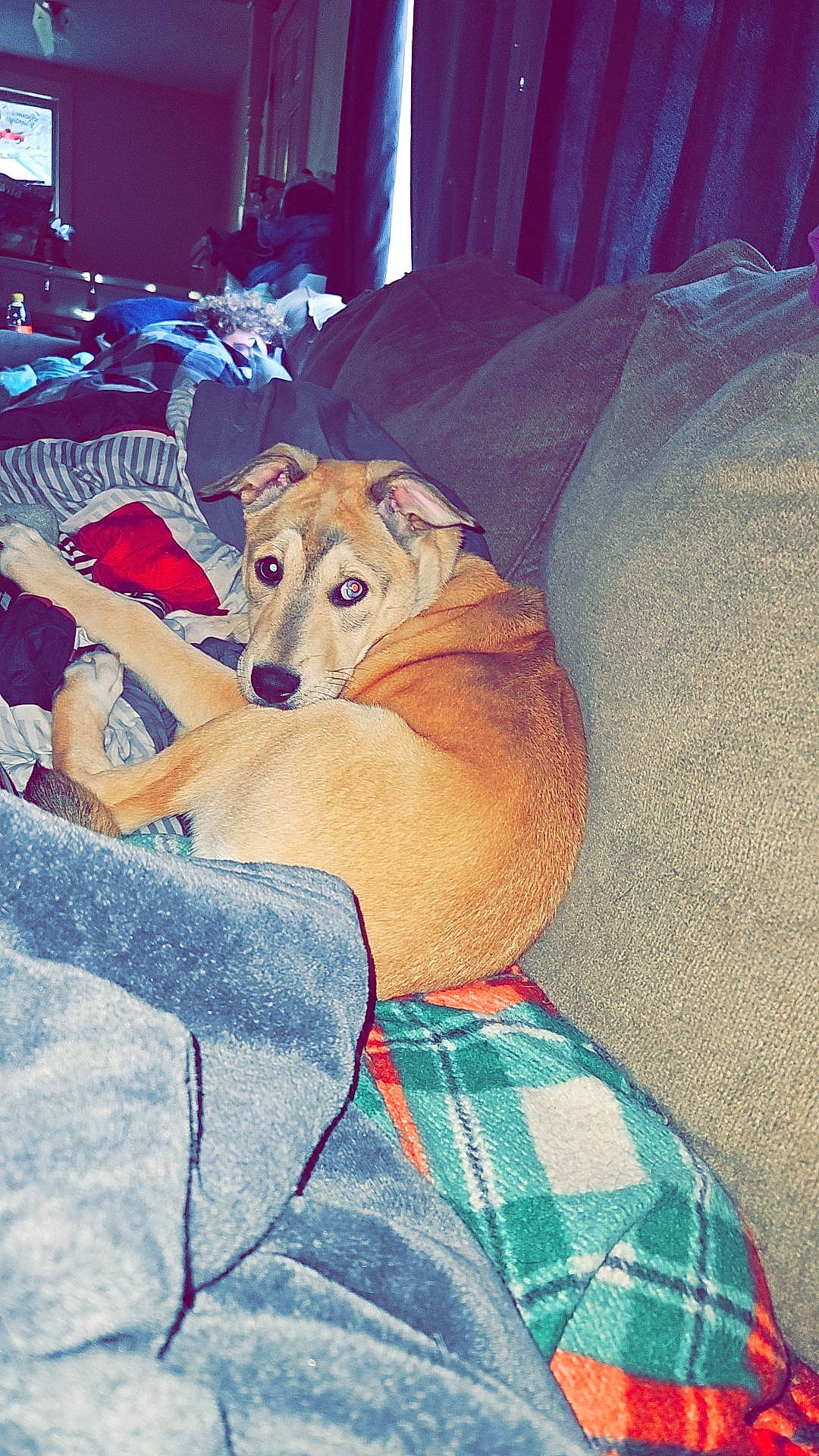 Layla is registered to the contest to win money with this photo: art, canidae, carnivore, comfort, companion_dog, couch, curtain, dog, dog_breed, drawing, fawn, fictional_character, fur, illustration, linens, painting, room, sporting_group, tail, whiskers