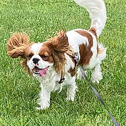 Richi a rejoint le concours — aidez-le/la à gagner de superbes lots ! dog, cavalier_king_charles_spaniel, grass, field, leash, outdoor, pet, canine, happy, playful, ears, tail, walking, nature, spring, animal, mammal, fur, tongue, daylight