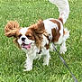 dog, cavalier_king_charles_spaniel, grass, field, leash, outdoor, pet, canine, happy, playful, ears, tail, walking, nature, spring, animal, mammal, fur, tongue, daylight