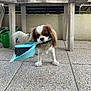 Richi a rejoint le concours — aidez-le/la à gagner de superbes lots ! dog, small_dog, brown_and_white_fur, dustpan, brush, holding_object, outdoor, table, tablecloth, watering_can, floor_tiles, pet, animal, playful, curious, standing, domestic_animal, backyard, household_item, cleaning_tools