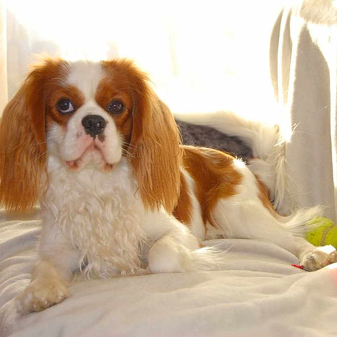 Richi a rejoint le concours — aidez-le/la à gagner de superbes lots ! animal, blanket, brown, cavalier_king_charles_spaniel, companion, cozy, curtains, dog, fur, indoor, laying_down, long_ears, pet, relaxing, rope_toy, soft_texture, sunlight, tennis_ball, toy, white