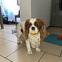 Richi a rejoint le concours — aidez-le/la à gagner de superbes lots ! dog, cavalier_king_charles_spaniel, indoor, tile_floor, ball, toy, pet, animal, brown_and_white, curly_fur, ears, door, rug, table, window, chair, light, home, cute, waiting