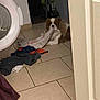 dog, laundry, washing_machine, clothes, tile_floor, indoor, brown_and_white, curious, pet, playful, home, door, fabric, mess, floor, animal, young_dog, mischievous, domestic, cute