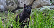 Yoshi participe au concours pour gagner de l'argent avec cette photo : black_cat, cat, grass, rocks, outdoor, nature, moss, greenery, animal, pet, alert, sitting, feline, wildlife, fur, yellow_eyes, forest, blurred_background, daylight, mysterious