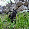 black_cat, cat, grass, rocks, outdoor, nature, moss, greenery, animal, pet, alert, sitting, feline, wildlife, fur, yellow_eyes, forest, blurred_background, daylight, mysterious