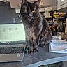 Yoshi participe au concours pour gagner de l'argent avec cette photo : black_cat, cat, yellow_eyes, laptop, notebook, kitchen, counter, indoor, window, cupboard, fruit_basket, coffee_machine, pen, paper, chair, domestic_animal, pet, fur, whiskers, table