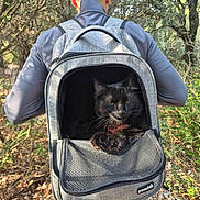 Yoshi participe au concours pour gagner de l'argent avec cette photo : black_cat, backpack, person, cap, outdoor, forest, trees, trail, nature, walking, mesh_pocket, animal, pet, yellow_eyes, sunlight, leaves, rocks, hiking, casual_clothing, daytime