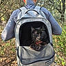 black_cat, backpack, person, cap, outdoor, forest, trees, trail, nature, walking, mesh_pocket, animal, pet, yellow_eyes, sunlight, leaves, rocks, hiking, casual_clothing, daytime