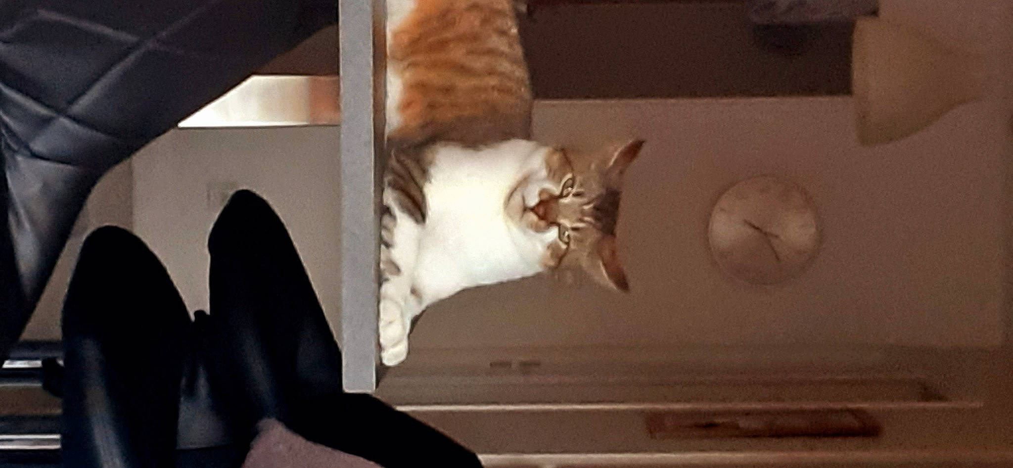 Choupi a rejoint le concours — aidez-le/la à gagner de superbes lots ! carnivore, cat, clock, comfort, darkness, domestic_short_haired_cat, door, fawn, felidae, flooring, foot, fur, hardwood, human_leg, room, small_to_medium_sized_cats, tail, whiskers, window, wood