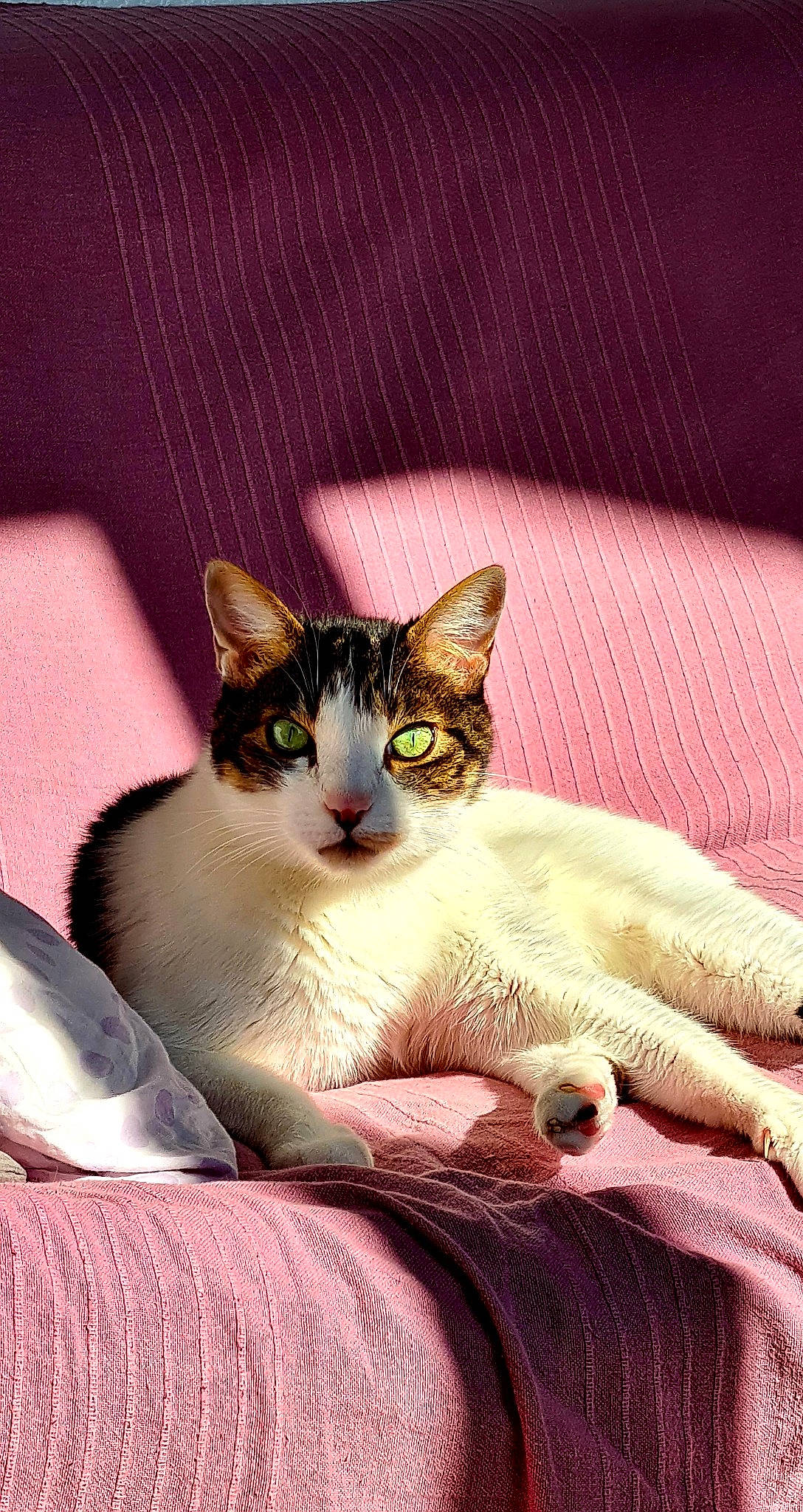 Flipper participe au concours pour gagner de l'argent avec cette photo : carnivore, cat, comfort, domestic_short_haired_cat, felidae, fur, iris, linens, paw, sitting, small_to_medium_sized_cats, snout, whiskers