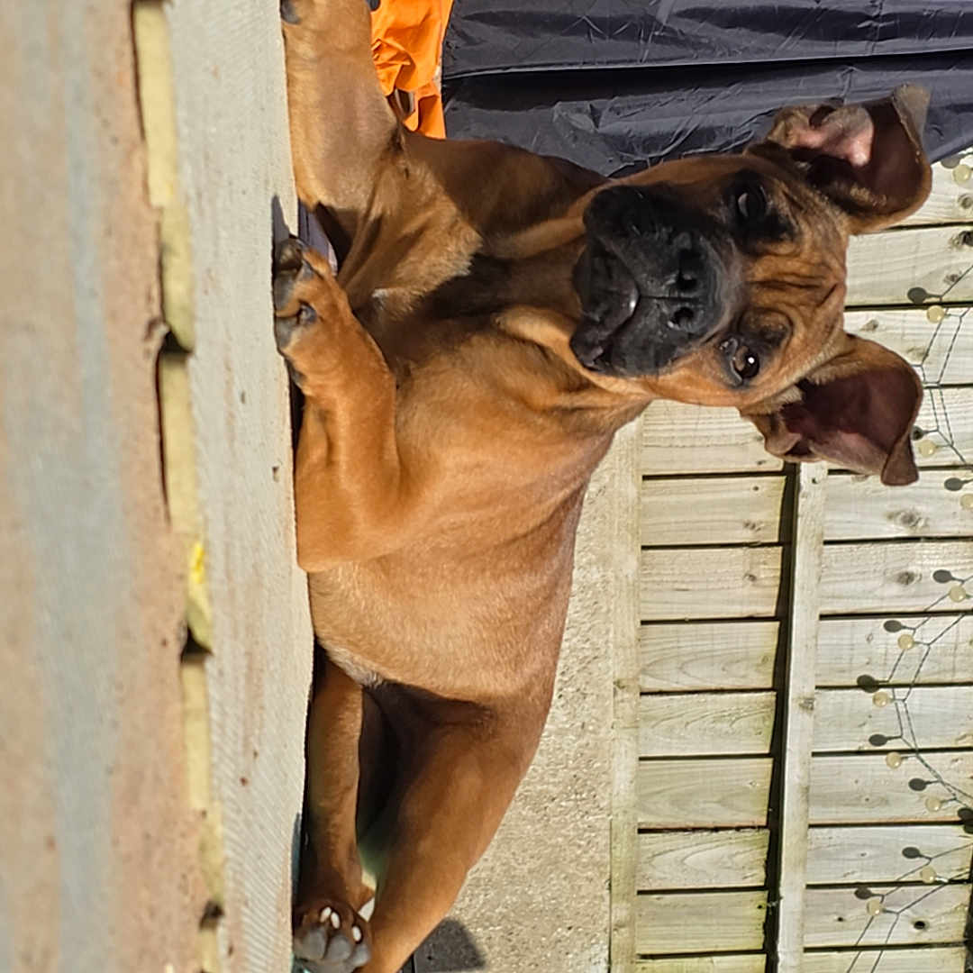 Ruby joined the competition — help win amazing prizes! animal, backyard, brown_dog, canine, curious, daylight, dog, domestic_animal, ear_up, ears, fence, garden, looking, lying_down, outdoor, paw, pet, portrait, relaxed, sunlight