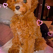 Lily joined the competition — help win amazing prizes! dog, puppy, curly_fur, brown_fur, pet, cute, indoors, blanket, cozy, heart_overlay, sparkle_overlay, small_dog, sitting, fur, animal, companion, cute_pet, portrait, domestic_animal, fluffy