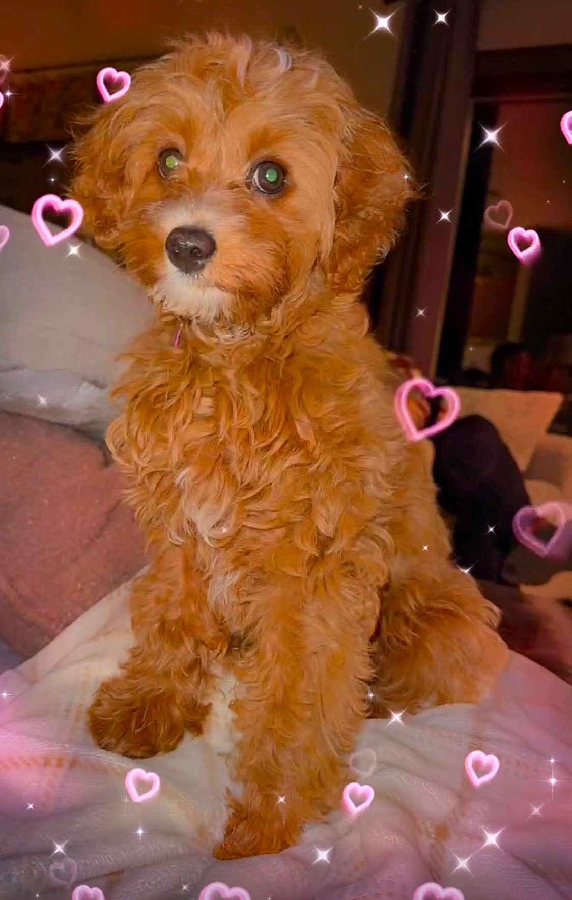 Lily joined the competition — help win amazing prizes! dog, puppy, curly_fur, brown_fur, pet, cute, indoors, blanket, cozy, heart_overlay, sparkle_overlay, small_dog, sitting, fur, animal, companion, cute_pet, portrait, domestic_animal, fluffy