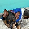 Clyde is registered to the contest to win money with this photo: animal, bed, blanket, blue_shirt, canine, close_up, colorful_background, comfortable, cute, diaper, dog, ears, french_bulldog, indoor, looking, lying_down, pet, portrait, resting, soft_texture