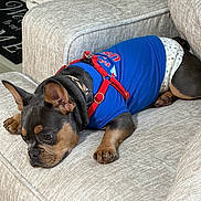 Clyde joined the competition — help win amazing prizes! animal, beige, blue_shirt, canine, couch, cute, dog, domestic_animal, ears, fur, indoor, living_room, lying_down, paws, pet, puppy, red_harness, relaxed, resting, side_view