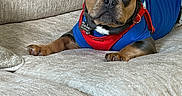 Clyde is registered to the contest to win money with this photo: animal, beige_furniture, blue_clothing, canine, companion, couch, cute, dog, domestic, ears, fur, indoors, looking_at_camera, lying_down, paw, pet, puppy, red_harness, relaxed, snout