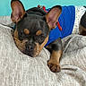 Clyde is registered to the contest to win money with this photo: adorable, animal, bed, black_fur, blanket, blue_shirt, brown_markings, canine, close_up, companion, cute, dog, ears, french_bulldog, indoors, lying_down, pet, puppy, resting, young_dog