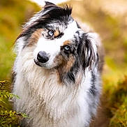 Souk participe au concours pour gagner de l'argent avec cette photo : adorable, australian_shepherd, autumn, blue_eyes, canine, close_up, curious, dog, fluffy, foliage, fur, golden_light, head_tilt, long_hair, nature, outdoor, pet, photography, portrait, tricolor