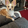 dog, small_dog, pet, ears, couch, indoor, fireplace, stone_wall, carpet, cozy, living_room, furniture, curious, cute, animal, paw, resting, brown_and_white, close_up, portrait