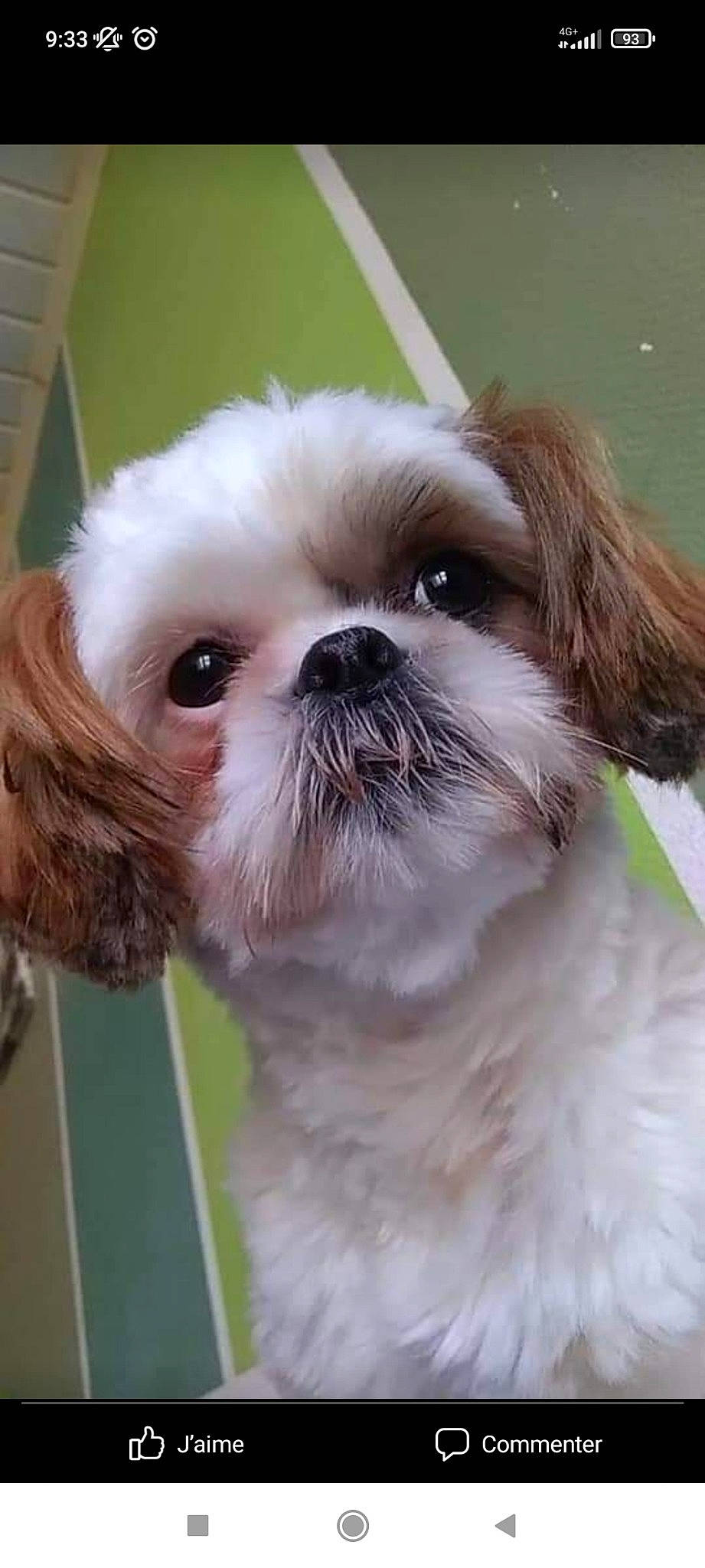 Olia participe au concours pour gagner de l'argent avec cette photo : biting, canidae, carnivore, close_up, companion_dog, dog, dog_breed, ear, eye, fawn, fur, head, liver, mammal, shih_tzu, snout, sporting_group, toy_dog, whiskers, working_animal