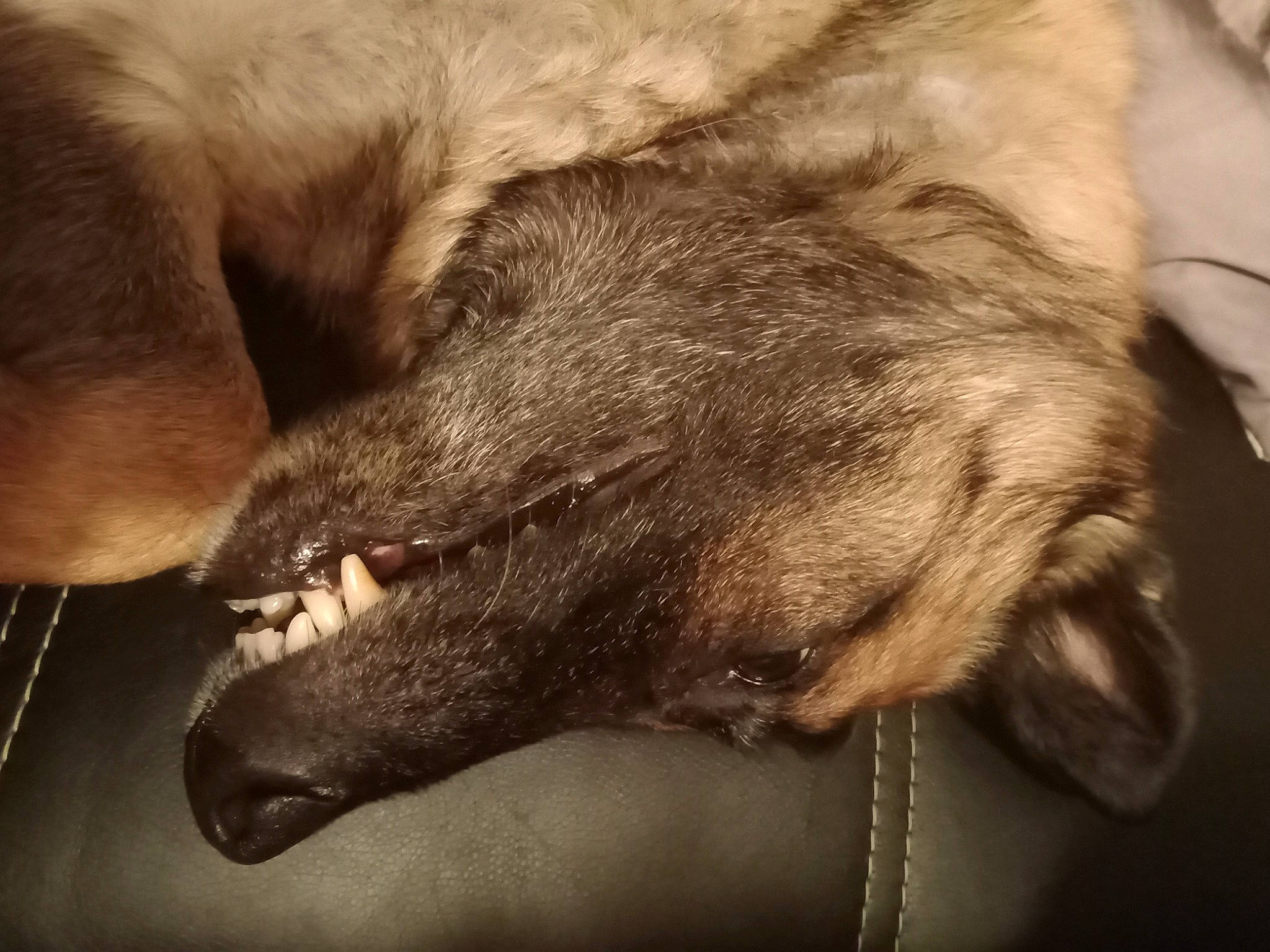 Haïka participe au concours pour gagner de l'argent avec cette photo : carnivore, claw, comfort, companion_dog, dog, dog_breed, dog_collar, ear, fawn, fur, liver, monochrome, monochrome_photography, paw, snout, sporting_group, tail, terrestrial_animal, whiskers, working_animal