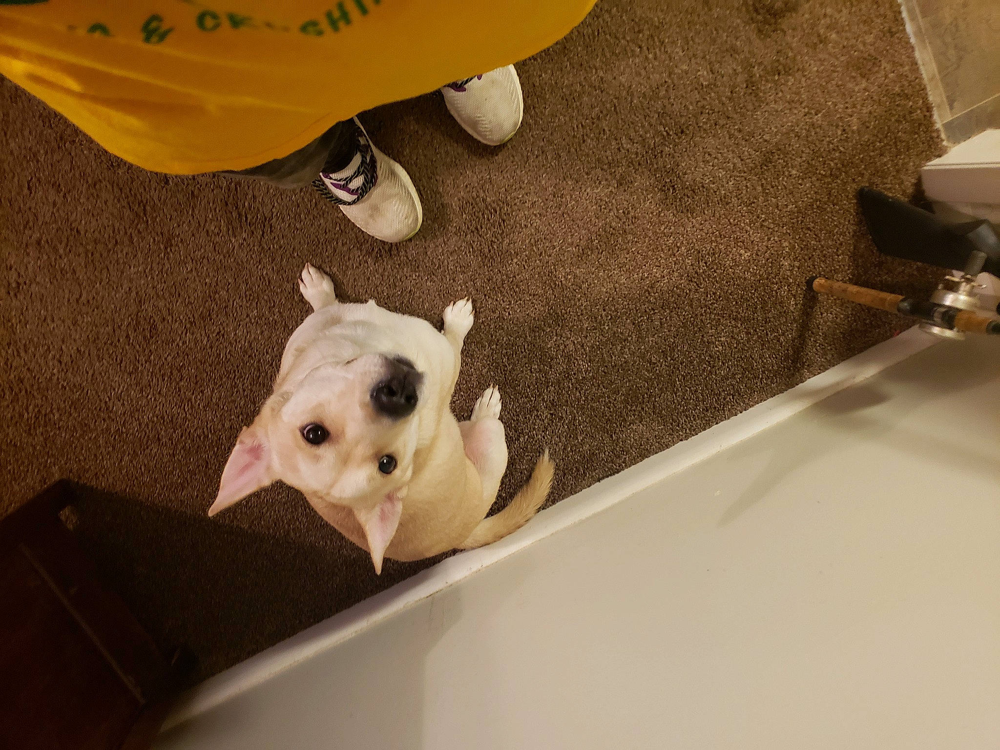 Belle is registered to the contest to win money with this photo: canidae, carnivore, companion_dog, dog_breed, fawn, flooring, foot, grass, livestock, mammal, plastic, snout, sporting_group, stuffed_toy, suidae, terrestrial_animal, toy, whiskers, working_animal, yellow