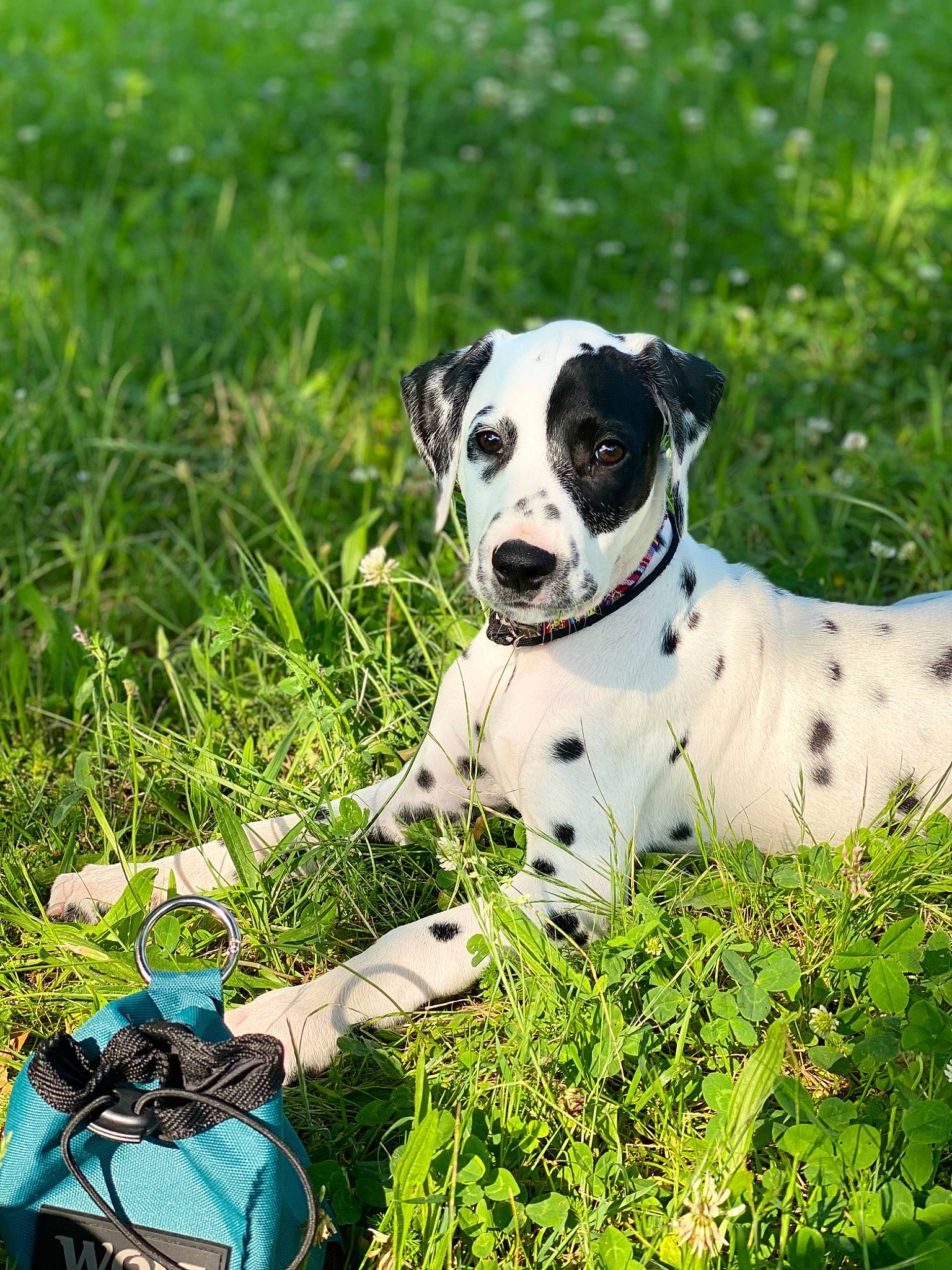 Umé a rejoint le concours — aidez-le/la à gagner de superbes lots ! backpack, bag, ball, carnivore, collar, companion_dog, dalmatian, dog, dog_breed, dog_collar, fawn, grass, grassland, luggage_and_bags, people_in_nature, plant, snout, sporting_group, terrestrial_animal, working_animal