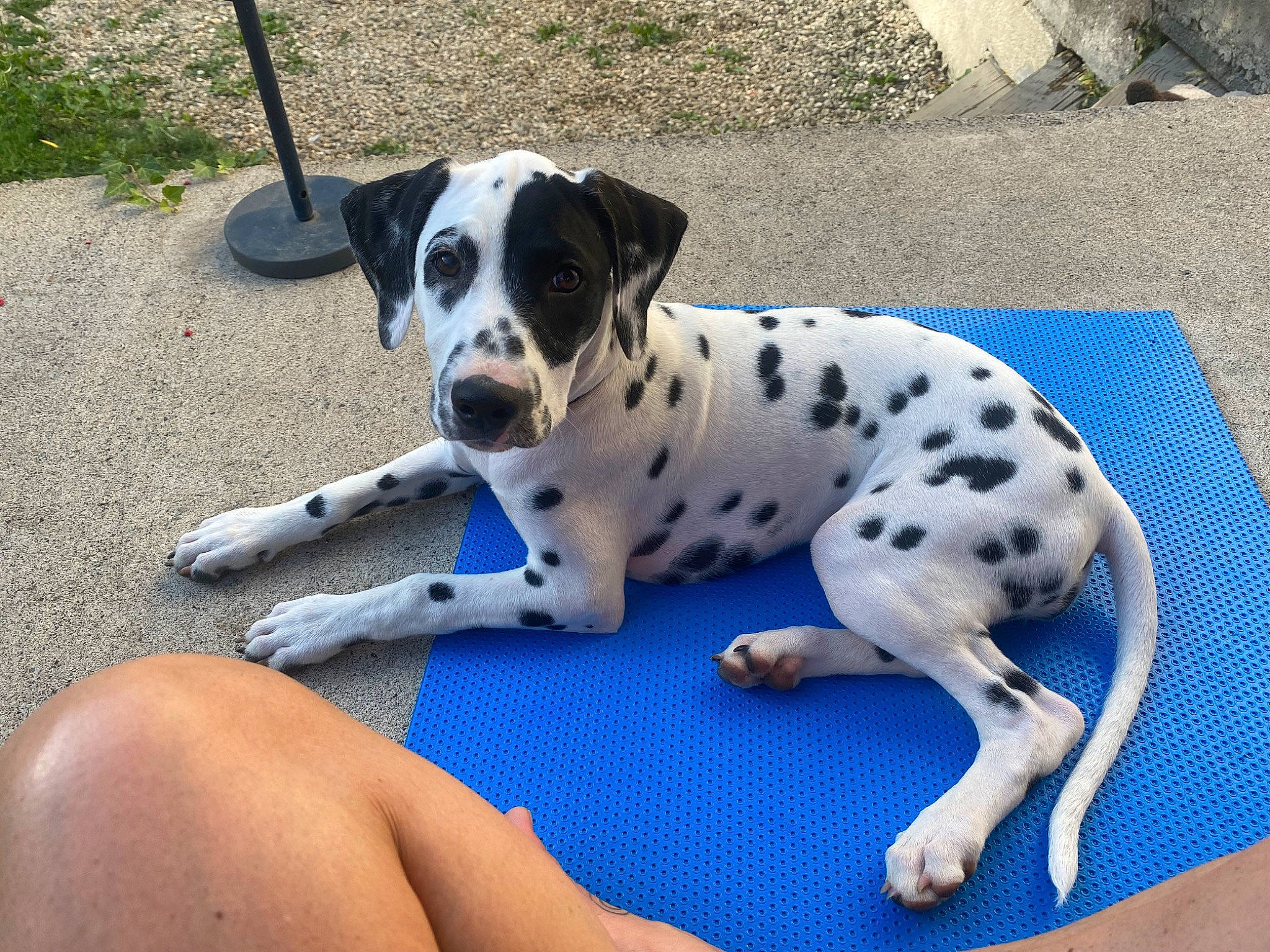 Umé participe au concours pour gagner de l'argent avec cette photo : canidae, carnivore, collar, companion_dog, dalmatian, dog, dog_breed, dog_collar, dog_supply, fawn, grass, non_sporting_group, paw, pet_supply, snout, sporting_group, terrestrial_animal, whiskers, working_animal, working_dog