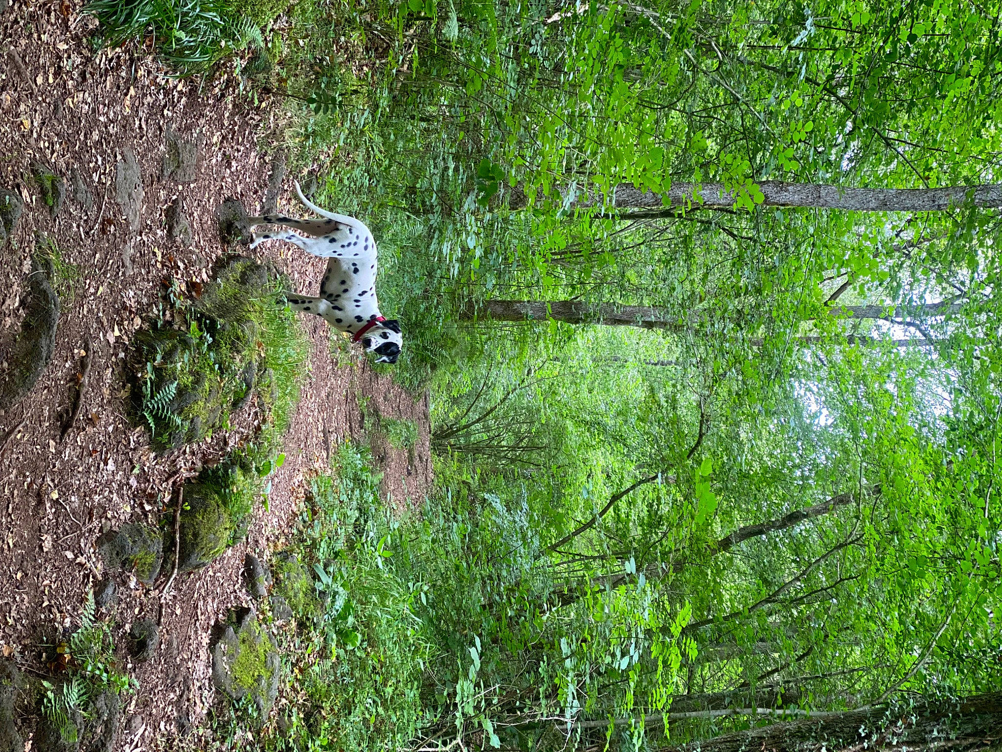 Umé participe au concours pour gagner de l'argent avec cette photo : adventure, forest, grass, groundcover, jungle, landscape, natural_landscape, northern_hardwood_forest, people_in_nature, plant, recreation, riparian_forest, shrub, temperate_broadleaf_and_mixed_forest, terrestrial_plant, tree, tropical_and_subtropical_coniferous_forests, trunk, wood, woodland