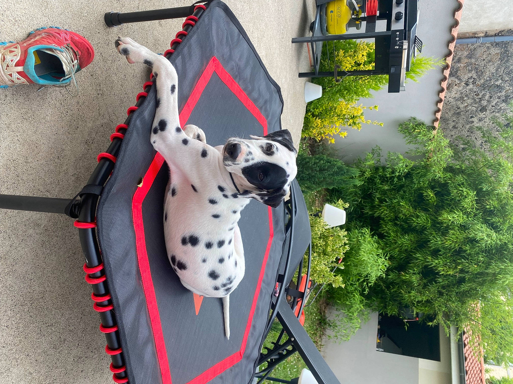 Umé participe au concours pour gagner de l'argent avec cette photo : art, building, canidae, carmine, carnivore, collar, companion_dog, dalmatian, dog, dog_breed, dog_collar, dog_supply, grass, non_sporting_group, plant, snout, sporting_group, toy, tree, working_animal