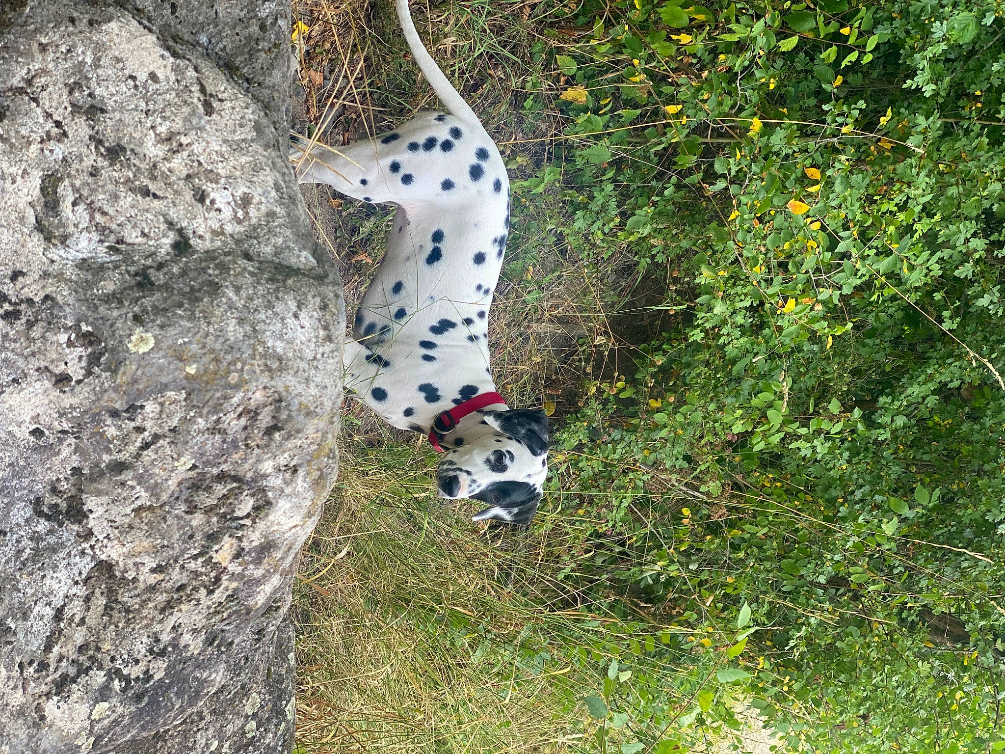 Umé participe au concours pour gagner de l'argent avec cette photo : canidae, felidae, grass, insect, invertebrate, moths_and_butterflies, pattern, plant, polka_dot, shrub, snout, soil, tail, terrestrial_animal, tree, trunk, twig, wildlife