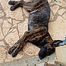 Baya participe au concours pour gagner de l'argent avec cette photo : dog, brindle_coat, pet, lying_down, sleeping, relaxed, blue_collar, outdoor, patio, stone_floor, autumn_leaves, wooden_gate, black_dog, animal, canine, side_view, long_tail, floppy_ears, natural_light, portrait