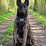Baya participe au concours pour gagner de l'argent avec cette photo : dog, belgian_malinois, canine, sitting, portrait, outdoor, forest, woodland, trail, nature, harness, black_and_tan, pointed_ears, alert, looking_at_camera, full_body, gravel_path, greenery, sunlight, pet