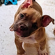 Dodge is registered to the contest to win money with this photo: puppy, dog, pet, cute, ears, head_tilt, curious, brown, white_paws, indoors, floor, close_up, animal, young, adorable, looking_up, fur, canine, domestic, playful