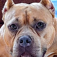 Denise Althauser is registered to the contest to win money with this photo: dog, close_up, brown_fur, ears, face, pet, canine, animal, portrait, indoor, expression, snout, whiskers, eyes, nose, furniture, background, domestic, companion, alert