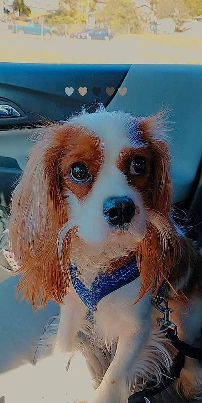 Tramp is registered to the contest to win money with this photo: automotive_mirror, canidae, car, carnivore, companion_dog, dog, dog_breed, dog_supply, door, eyewear, fawn, fur, hood, liver, snout, sporting_group, toy_dog, vehicle, vehicle_door, whiskers
