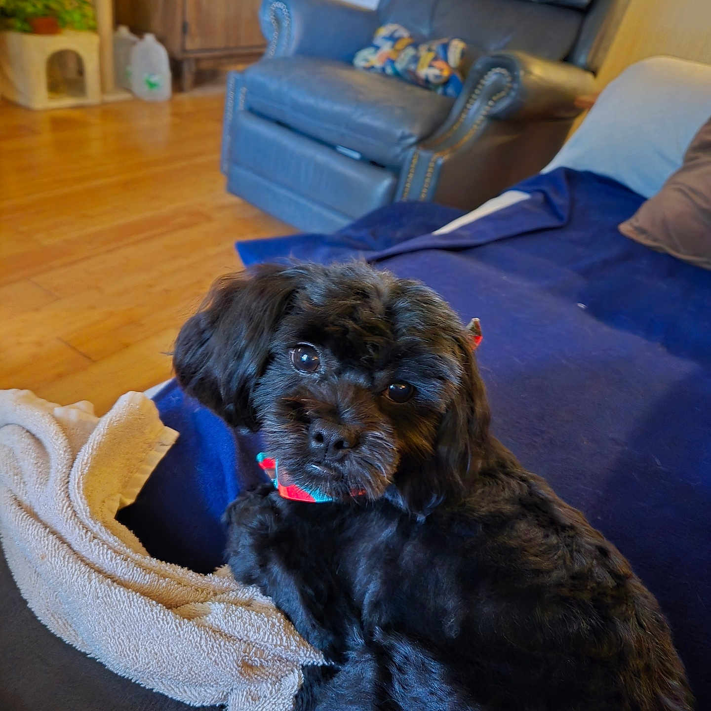 Ebony Mood is registered to the contest to win money with this photo: animal, black_dog, blanket, companion, couch, cozy, curious, cute, dog, domestic, fur, furniture, home, indoor, leather_chair, living_room, pet, relaxing, towel, wood_floor