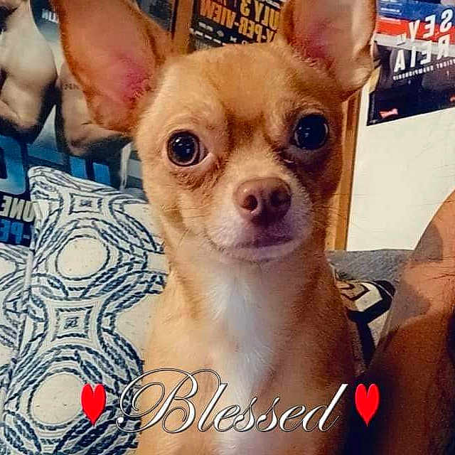 Hoagee is registered to the contest to win money with this photo: canidae, carnivore, chihuahua, companion_dog, corgi_chihuahua, dog, dog_breed, dog_supply, ear, eye, fawn, font, fur, non_sporting_group, pattern, photo_caption, snout, toy_dog, whiskers, working_animal