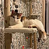 Yuna a rejoint le concours — aidez-le/la à gagner de superbes lots ! cat, calico_cat, cat_tree, indoor, pet, feline, relaxed, paw, dangling, toy, hanging_toys, wallpaper, patterned_wallpaper, wooden_post, flooring, window, curtains, cozy, home, animal
