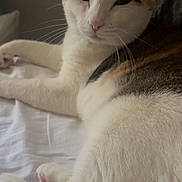 Yuna a rejoint le concours — aidez-le/la à gagner de superbes lots ! cat, calico_cat, animal, pet, feline, fur, whiskers, tail, bed, white_sheet, relaxed, indoor, resting, cute, sleepy, close_up, soft_light, paw, ears, nose