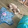 cat, indoor, wooden_floor, cat_toy, star_shaped_toy, fish_pattern, blue_tunnel, cat_tree, feeding_bowls, playful_cat, relaxed_cat, pet, animal, home, flooring, feline, domestic_cat, toy, colorful, cozy