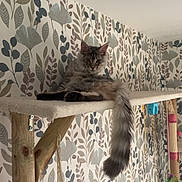 Boston a rejoint le concours — aidez-le/la à gagner de superbes lots ! animal, carpeted_platform, cat, cat_tree, cute, domestic_cat, feline, fluffy, gray_cat, hanging_toys, indoor, leaf_pattern, long_tail, pet, relaxed, resting, scratching_post, toy_balls, wallpaper, wooden_post