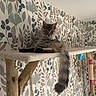 animal, carpeted_platform, cat, cat_tree, cute, domestic_cat, feline, fluffy, gray_cat, hanging_toys, indoor, leaf_pattern, long_tail, pet, relaxed, resting, scratching_post, toy_balls, wallpaper, wooden_post