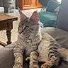 cat, tabby, gray_cat, feline, pet, indoor, living_room, couch, furniture, wooden_cabinet, chair, window, natural_light, relaxed, alert, ears, fur, whiskers, domestic_animal, home