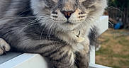 Boston participe au concours pour gagner de l'argent avec cette photo : cat, gray_tabby, feline, animal, pet, outdoor, railing, whiskers, fur, ears, eyes, curious, sunlight, backyard, deck, collar, closeup, resting, portrait, domestic_cat