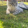 Boston participe au concours pour gagner de l'argent avec cette photo : cat, gray_tabby, grass, outdoor, garden, fence, sunlight, ears, pet, animal, leash, curious, relaxed, backyard, nature, whiskers, fur, daylight, resting, domestic_cat