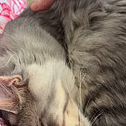 Boston a rejoint le concours — aidez-le/la à gagner de superbes lots ! cat, sleeping, gray_tabby, fur, whiskers, hand, resting_hand, red_patterned_fabric, close_up, pet, animal, domestic_cat, cozy, relaxed, face, ear, nose, indoor, soft, comfort