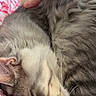 cat, sleeping, gray_tabby, fur, whiskers, hand, resting_hand, red_patterned_fabric, close_up, pet, animal, domestic_cat, cozy, relaxed, face, ear, nose, indoor, soft, comfort